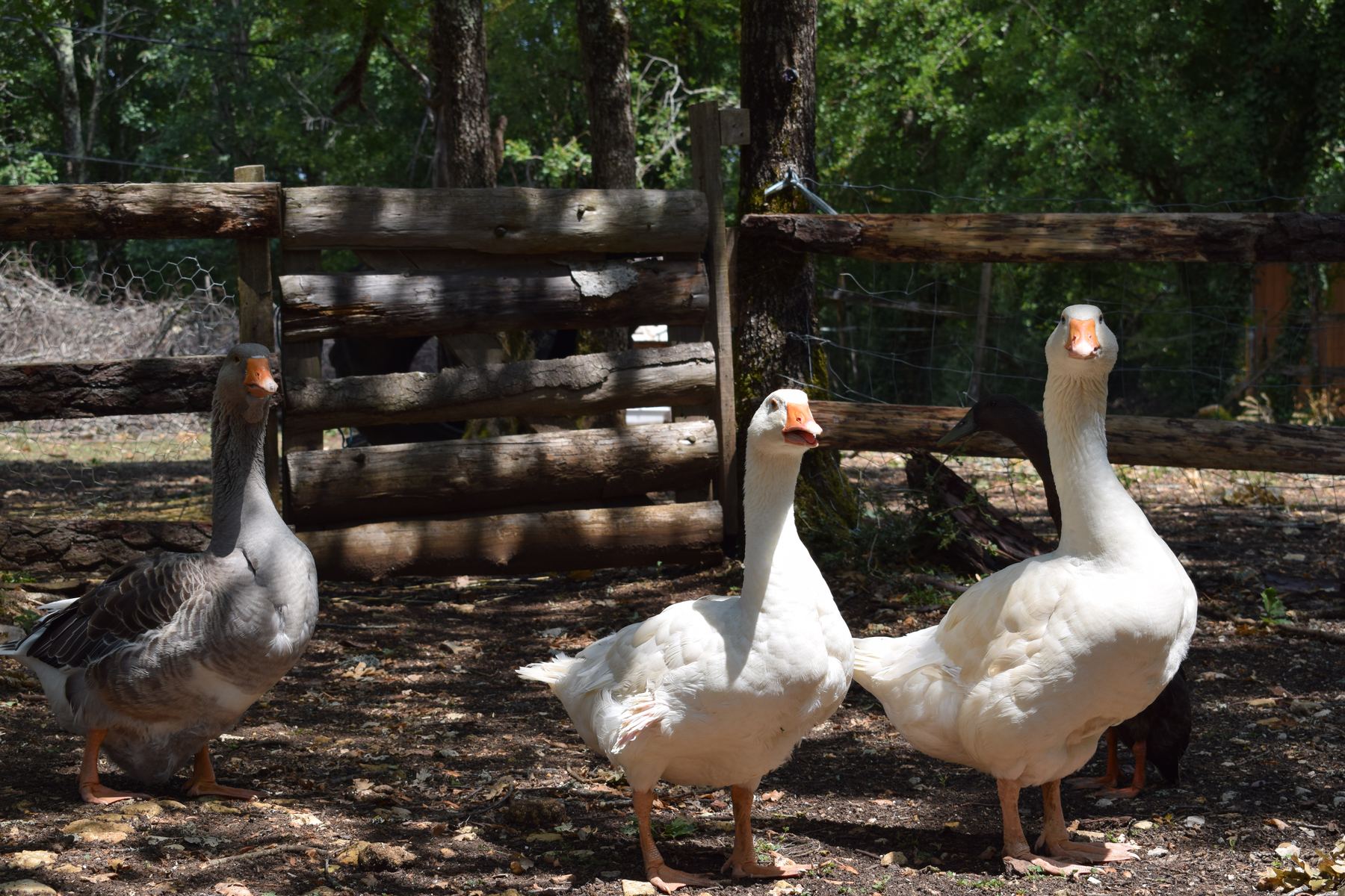 Poules, oies et canards de la basse-cour
